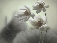 ���ǳ�����պ�